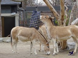 Tiergarten Schönbrunn am 24.02.2026